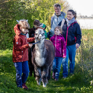 Alpaca Experience - van € 27,50 tot € 32,50