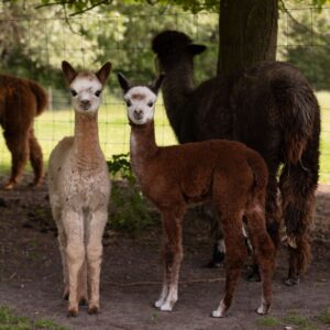 Wol-vachten van een baby alpaca's (cria's) in verschillende kleuren