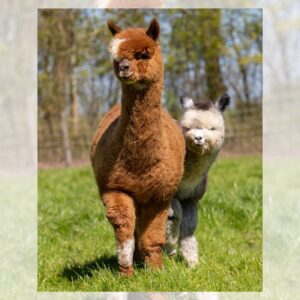 Wol -vacht cognac kleurig/dark fawn
