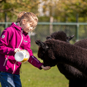 Alpaca Meet & Feed