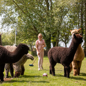 Alpacagolf