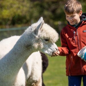 Alpacagolf + Meet & Feed